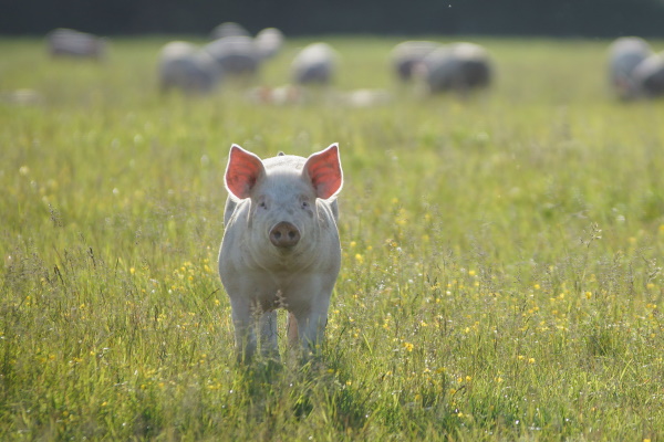 Les Cochons d'Antan